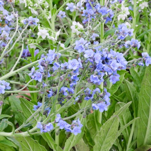 Cynoglossum amabile 'Firmament' (Chinesisches Vergissmeinnicht) in voller Bluete im Beet