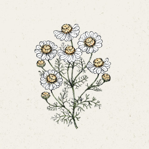Kamille, Saatgut, Einjährige, Cool Flower, Sommerbouquets, Begleitblume, Illustration Rekersdrees