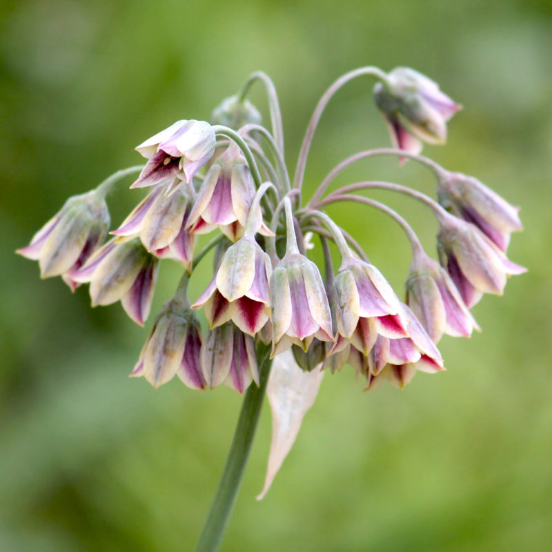 NECTAROSCORDUM SICULUM (BULGARISCHER ZIERLAUCH)