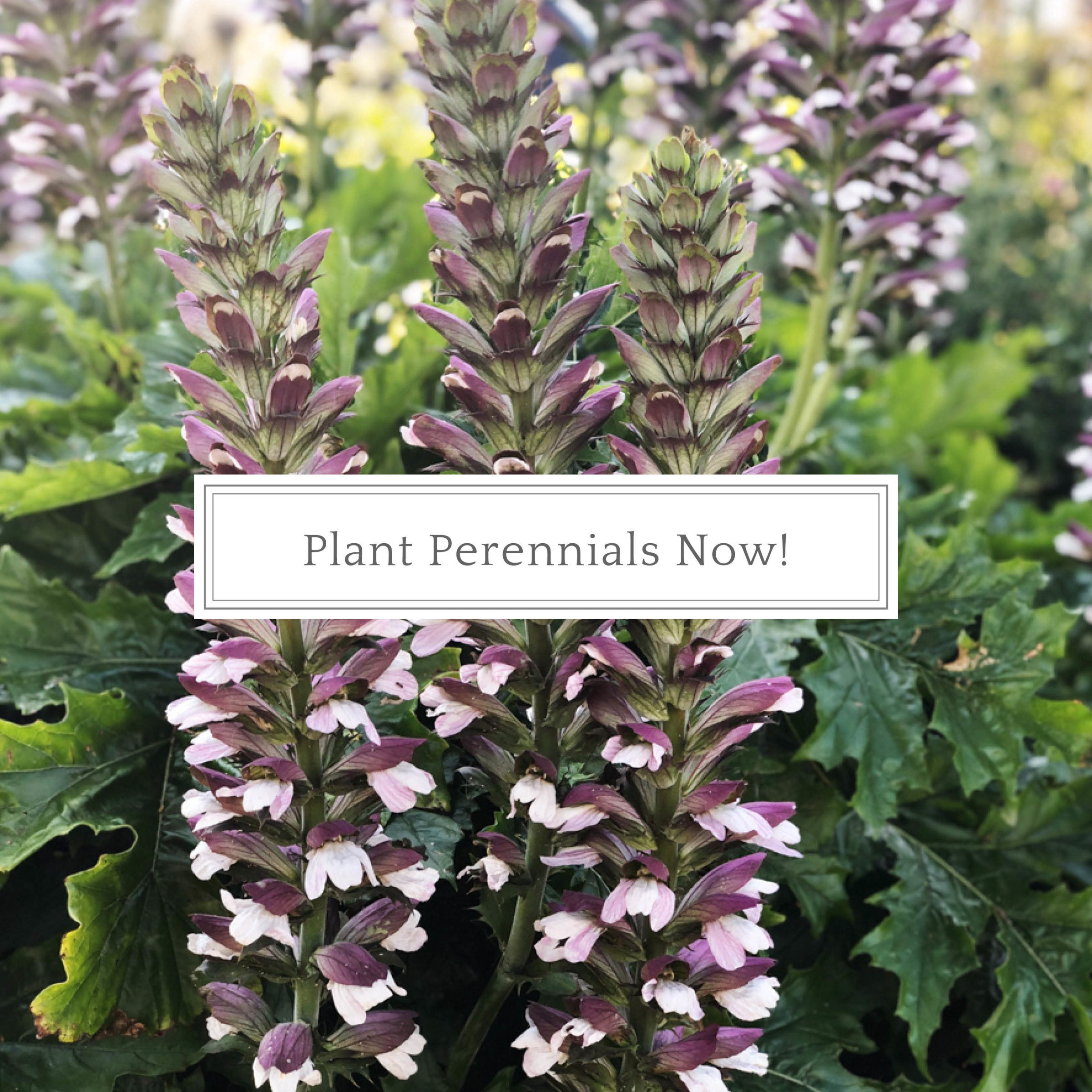 Plant Perennials Now!