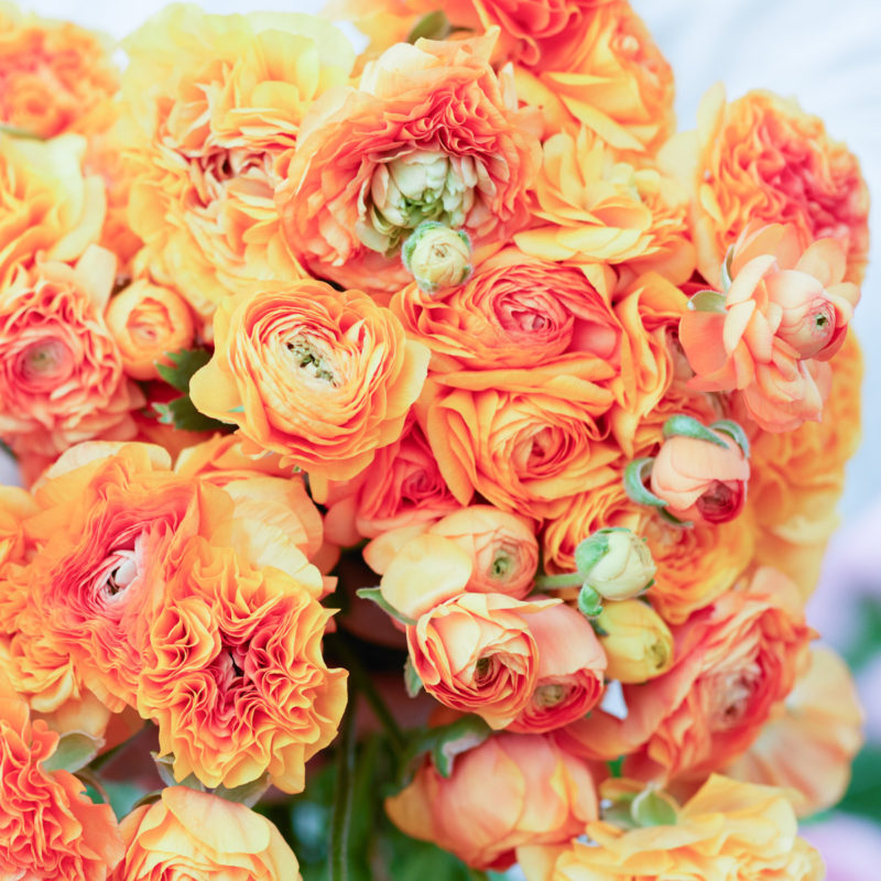 Ranunkel Ranunkelknolle Schnittblumen Frühblüher