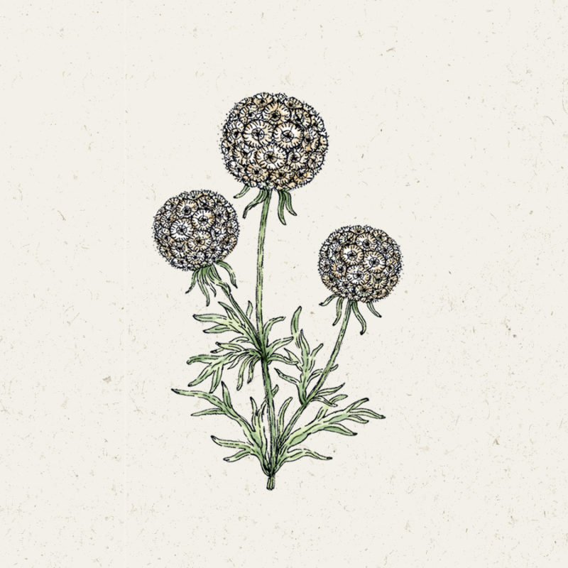 Scabiosa stellata 'Drumstick' Skabiose, Saatgut, Einjährige, Trockenblume, Cool Flower, Illustration Rekersdrees