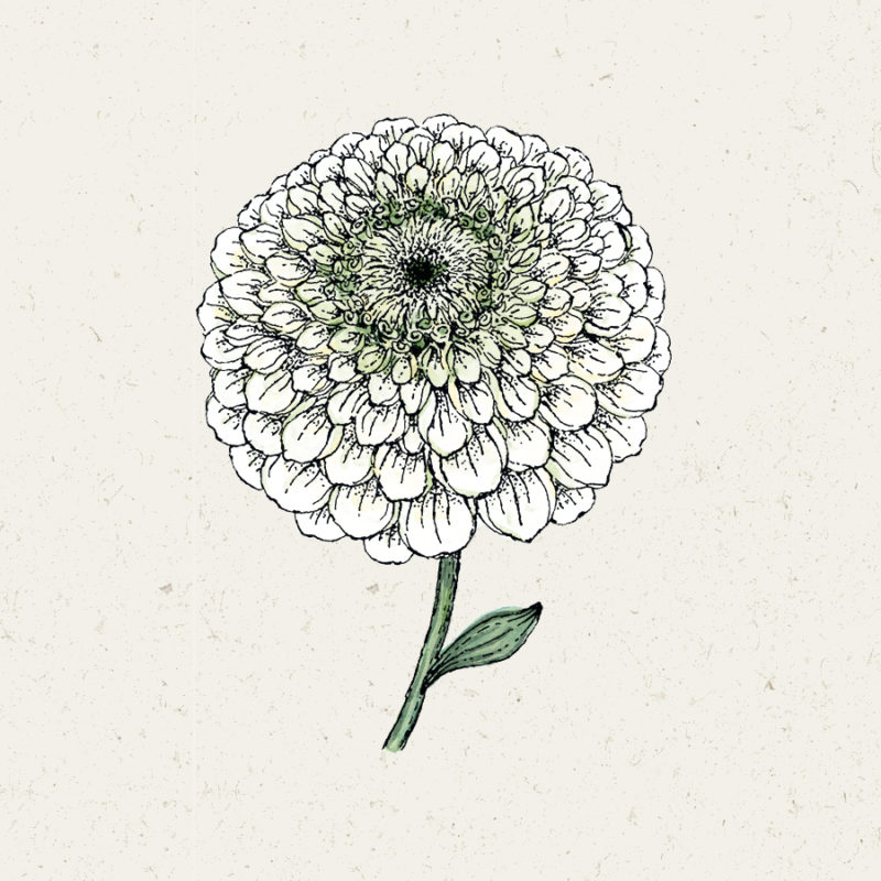 Zinnia elegans 'Bernarys Giant White' Zinnie, Saatgut, Blumensamen, Schnittblumen, Illustration Rekersdrees