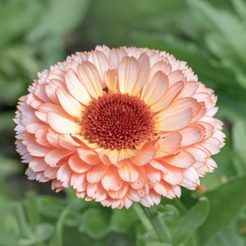 Calendula ‘Pink Surprise’ Ringelblume, Saatgut, Einjährige, Cool Flower