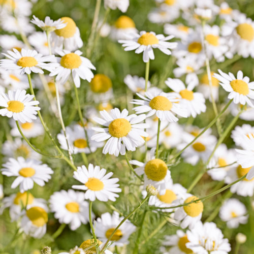 Matricaria chamomilla Kamille, Saatgut, Einjährige, Cool Flower, Sommerbouquets, Begleitblume