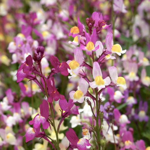 Linaria maroccana ‘Fairy Lights’ Marokkanisches Leinkraut, Saatgut, Einjährige, Cool Flower, Balkonblume