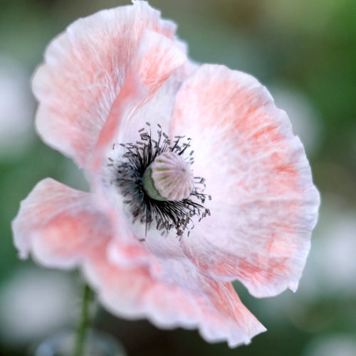 Papaver rhoeas ‘Mother of Pearl’ Klatschmohn, Saatgut, Einjährige, Cool Flower