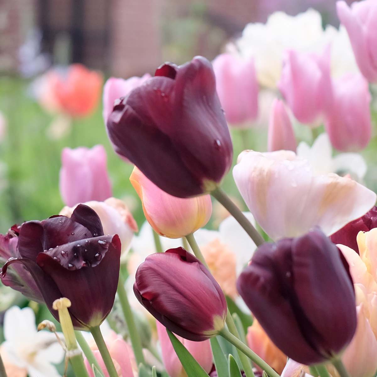 Tulpe ‘Queen of Night’ im Beet