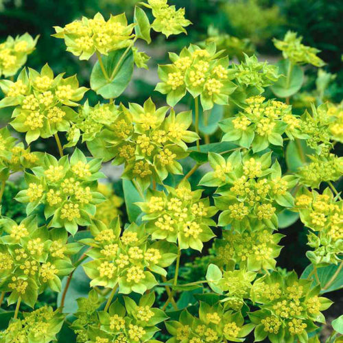 Bupleurum rotundifolium 'Griffithii' Hasenohr, Thorawachs, Cool Flower, Saatgut, Einjährige