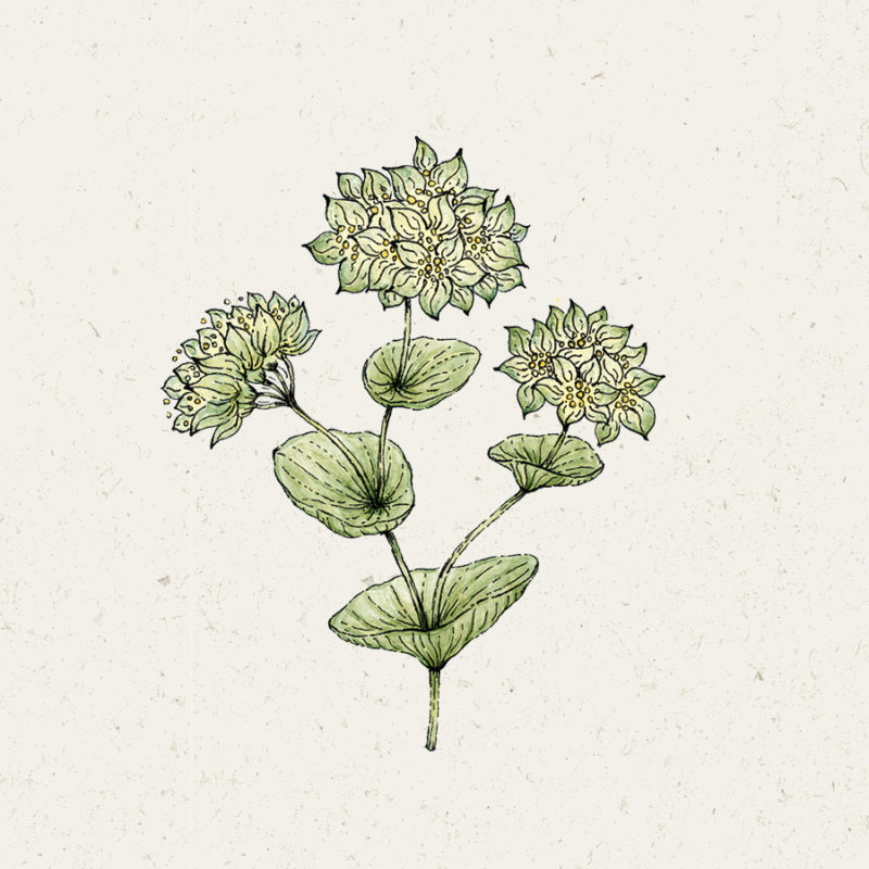 Hasenohr, Thorawachs, Cool Flower, Saatgut, Einjährige, Illustration Rekersdrees