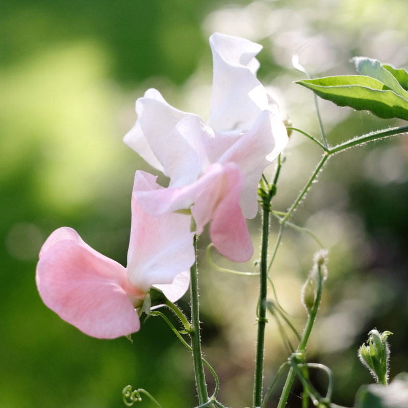 Lathyrus odoratus 'Spring Sunshine Champagne' Duftwicke, Saatgut, Einjährige, Schnittblumen, Cool Flower