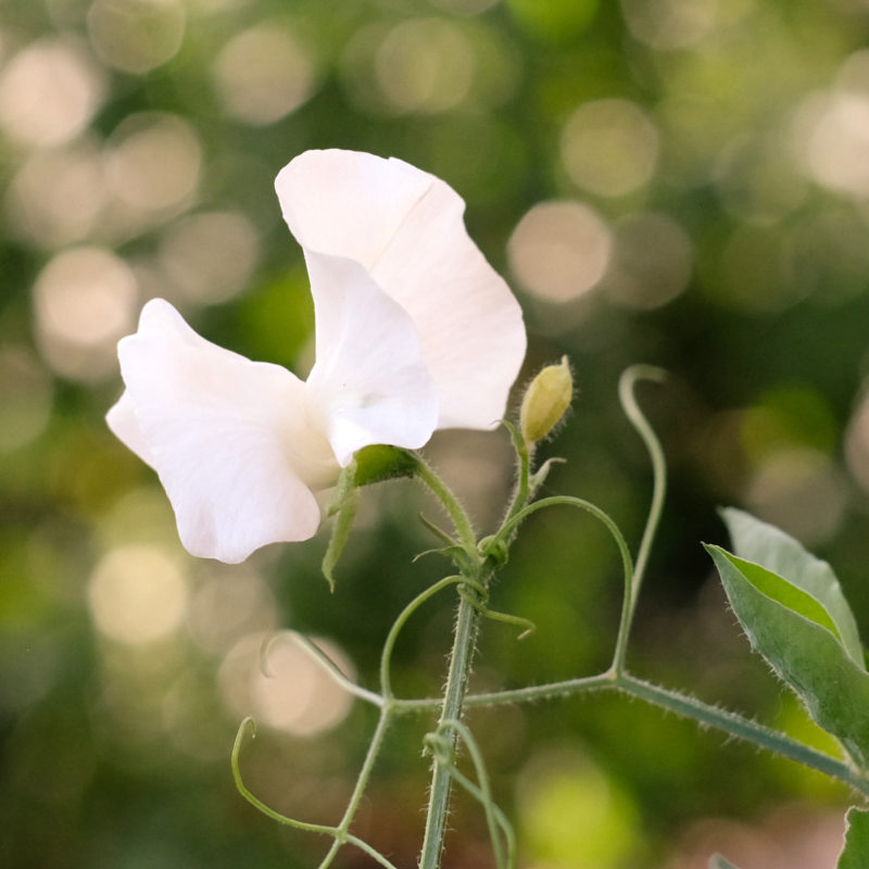 Lathyrus odoratus 'Spring Sunshine Cream' Duftwicke, Saatgut, Blumensamen, Schnittblumen