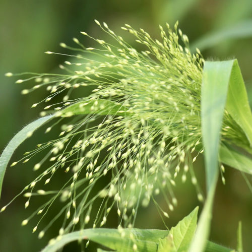 Panicum virgatum 'Fontaine', Rutenhirse, Saatgut, Ziergras