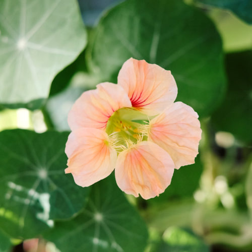 Tropaeolum majus 'Salmon Gleam' Kapuzinerkresse, Saatgut, Blumensamen, Kletterpflanze