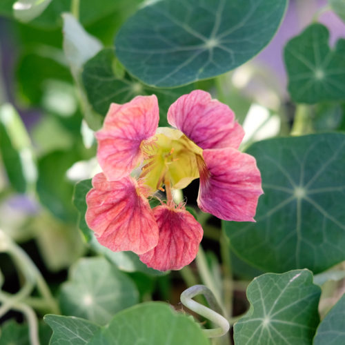 Tropaeolum minus 'Ladybird Rose' Kapuzinerkresse, Saatgut, Blumensamen, Kletterpflanze, Balkongarten