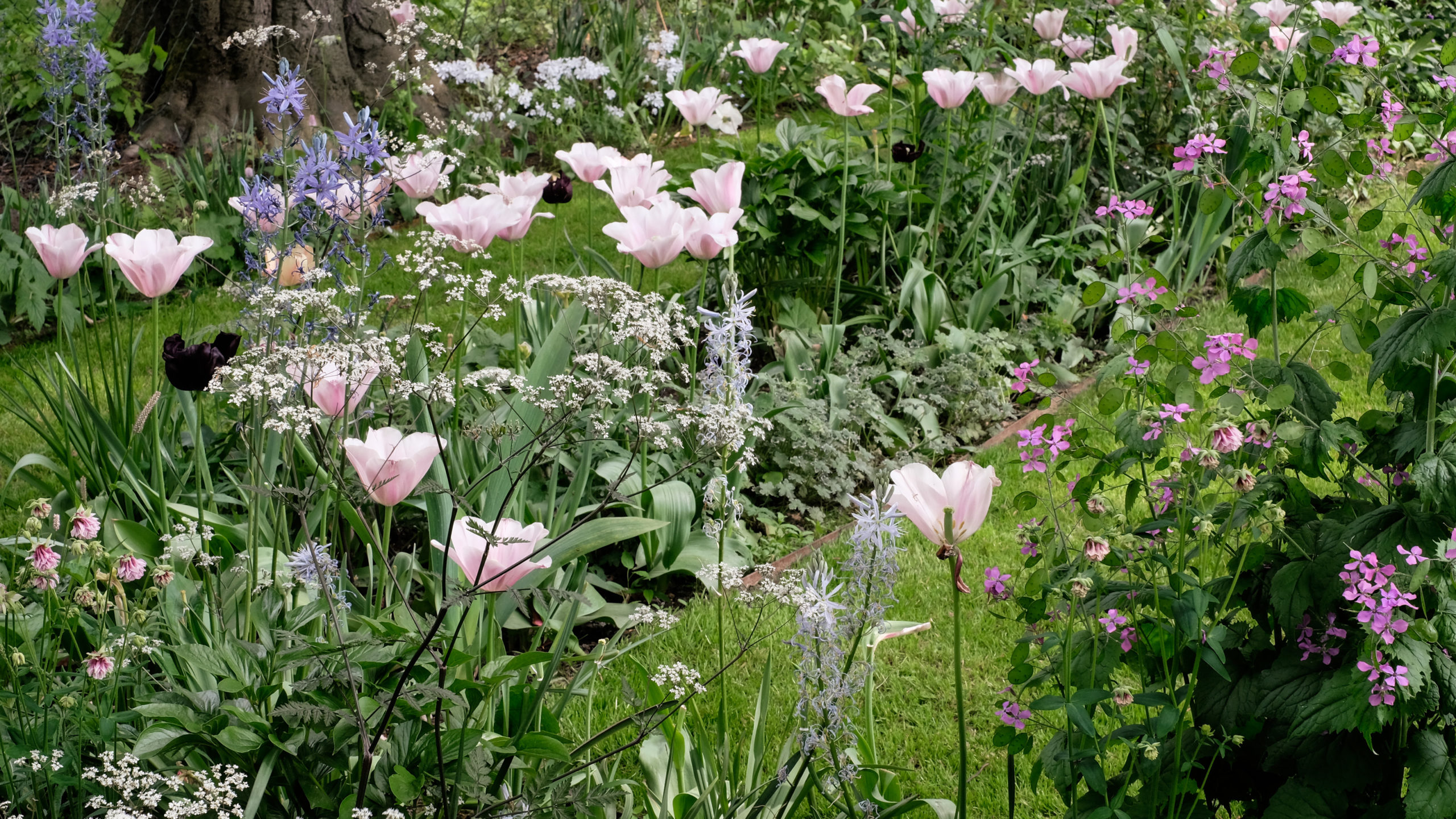 Tulpen, Stauden