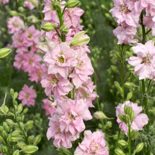 Delphinium 'QIS Rose' Rittersporn, Saatgut, Einjährige, Cool Flower, Schnittblume, Trockenblume