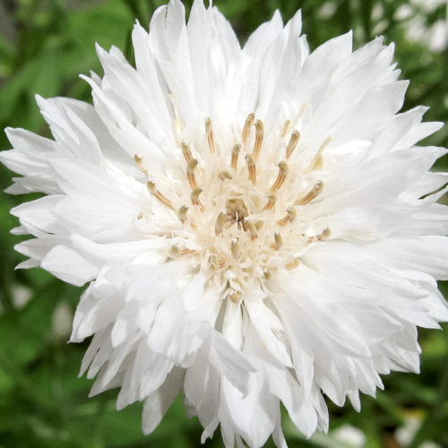 Centaurea cyanus 'White Ball' Kornblume, Saatgut, Blumensamen, Cool Flower, Bouquets