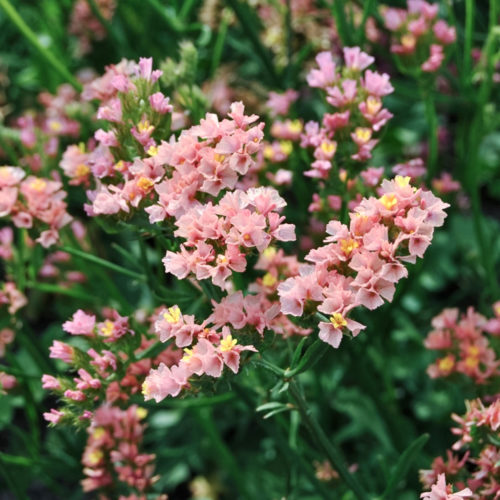 Limonium sinuatum 'QIS Apricot' Strandflieder, Saatgut, Einjährige, Lichtkeimer, Trockenblume