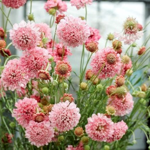 Scabiosa atropurpurea 'Salmon Pink' Skabiose, Saatgut, Blumensamen, Insektenmagnet