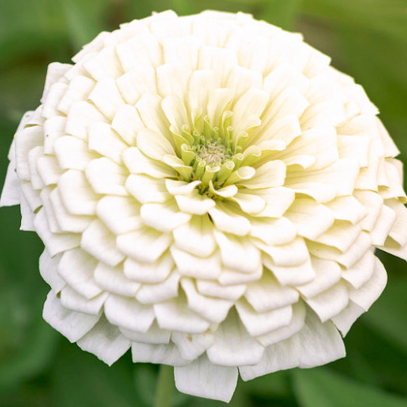 Zinnia elegans 'Bernarys Giant White' Zinnie, Saatgut, Blumensamen, Schnittblumen