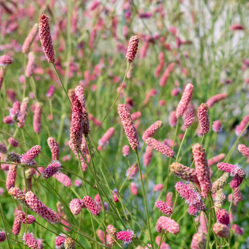 SANGUISORBA OFFICINALIS 'PINK TANNA' (ROSA WIESENKNOPF)