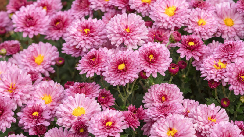 CHRYSANTHEMUM X HORTORUM ‘ANASTASIA’ (WINTERASTER)