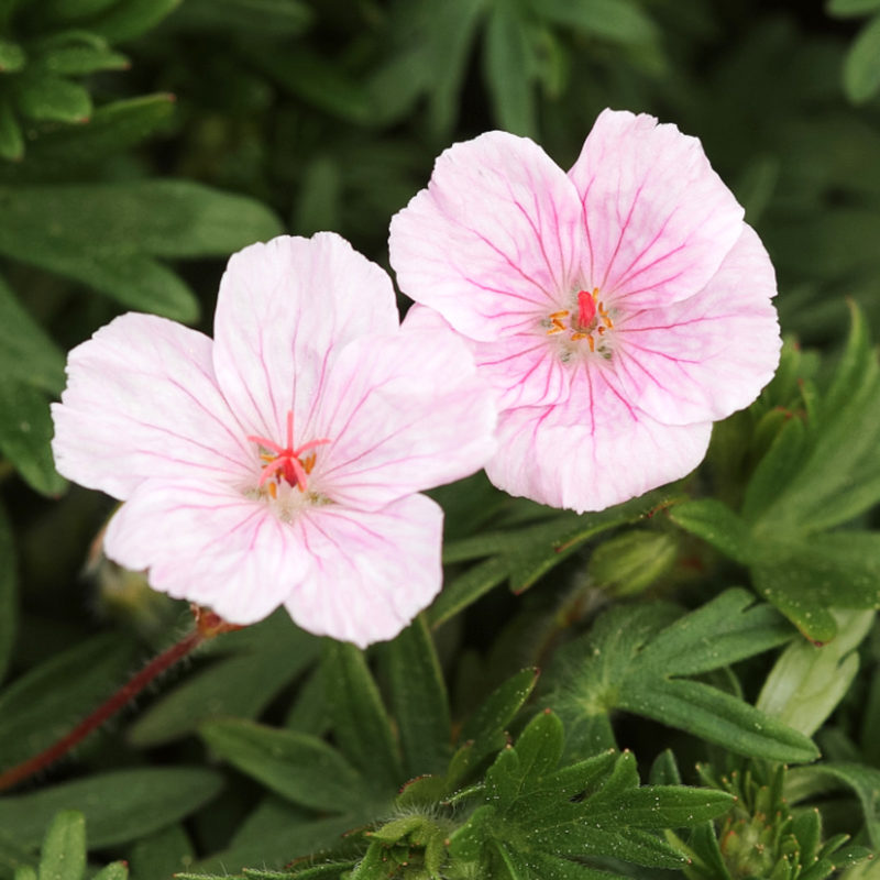 GERANIUM SANGUINEUM ‘APFELBLÜTE’ (BLUT-STORCHSCHNABEL)