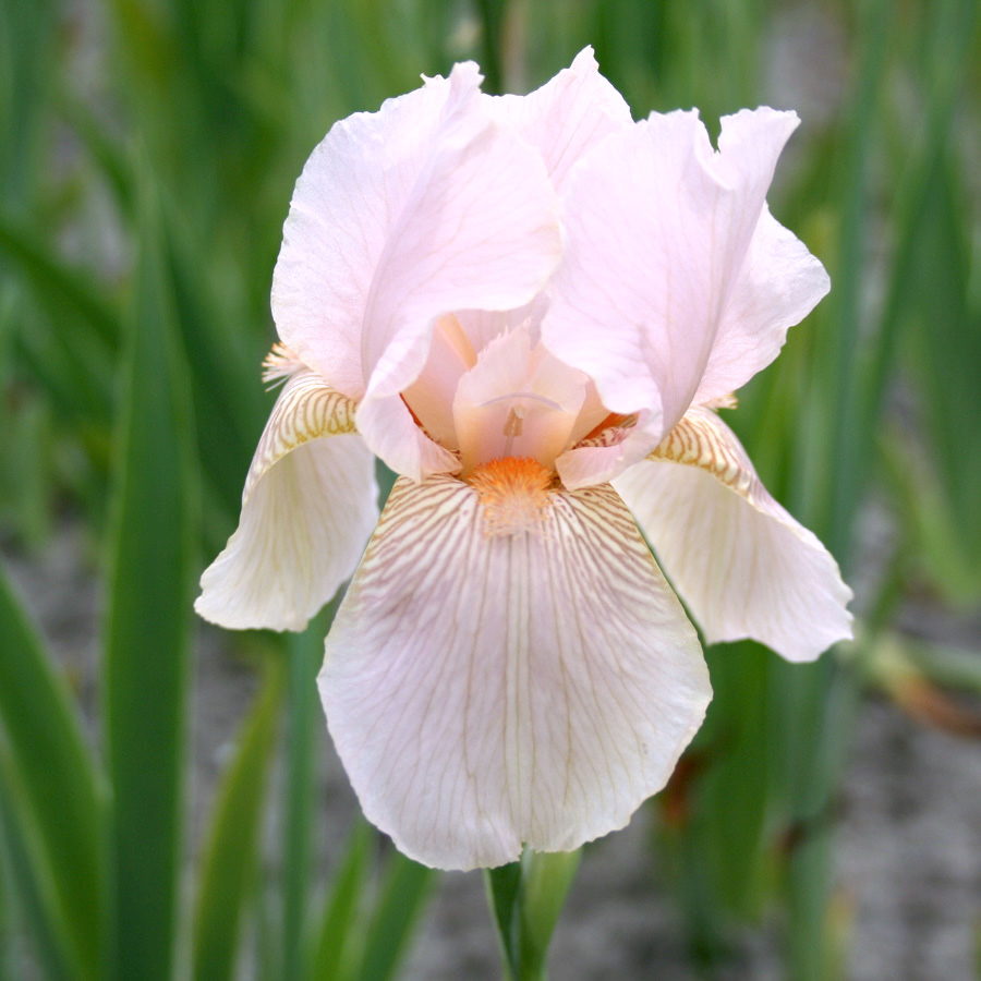 IRIS GERMANICA 'CONSTANT WATTEZ' (SCHWERTLILIE)