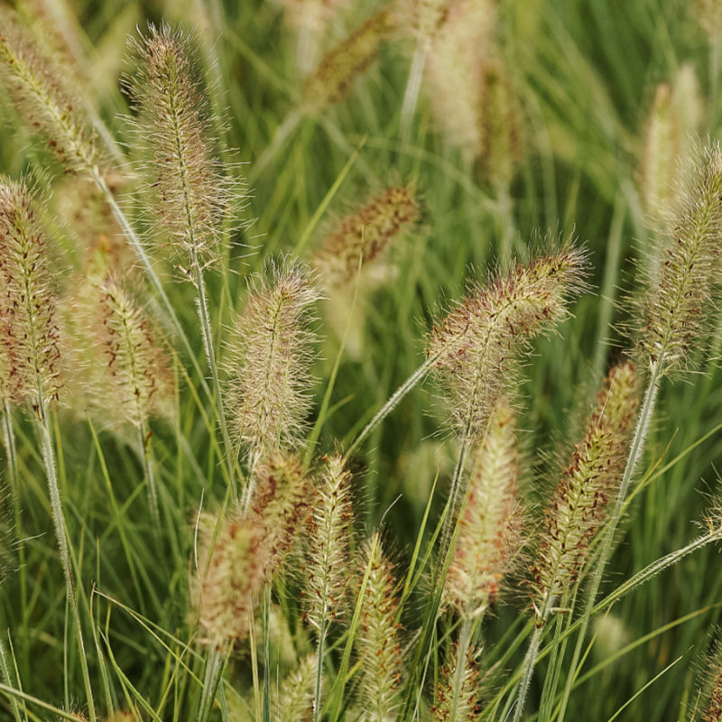 PENNISETUM ALOPECUROIDES ‘HAMELN’ (KLEINES LAMPENPUTZERGRAS)