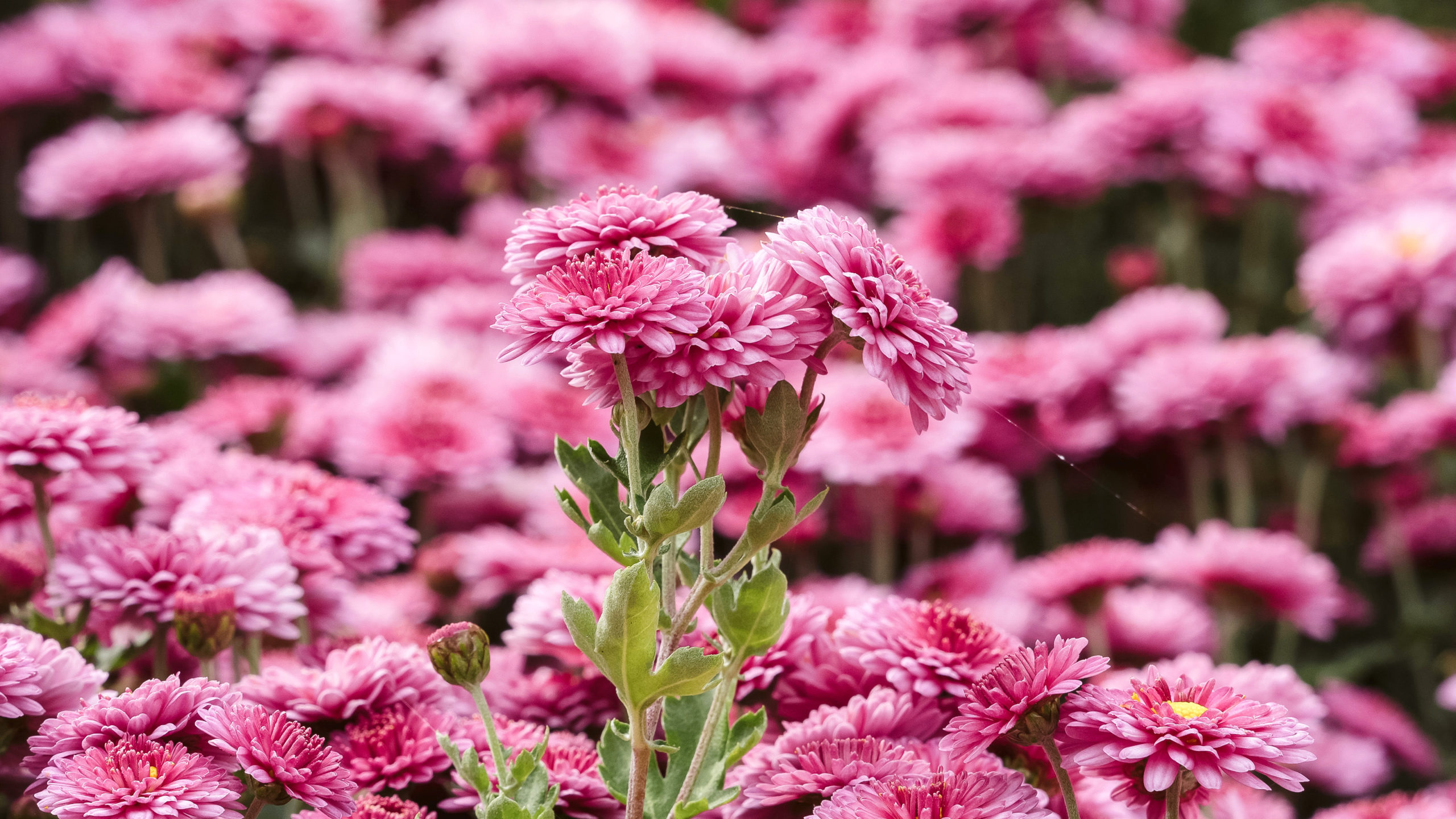 CHRYSANTHEMUM X HORTORUM ‘ANASTASIA’ (WINTERASTER)