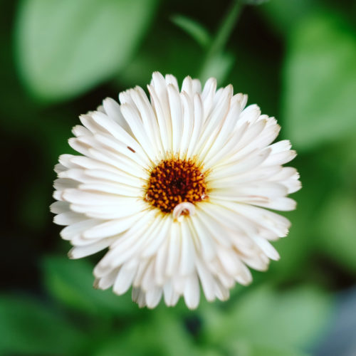 Calendula 'Snow Princess', Saatgut, Cool Flower