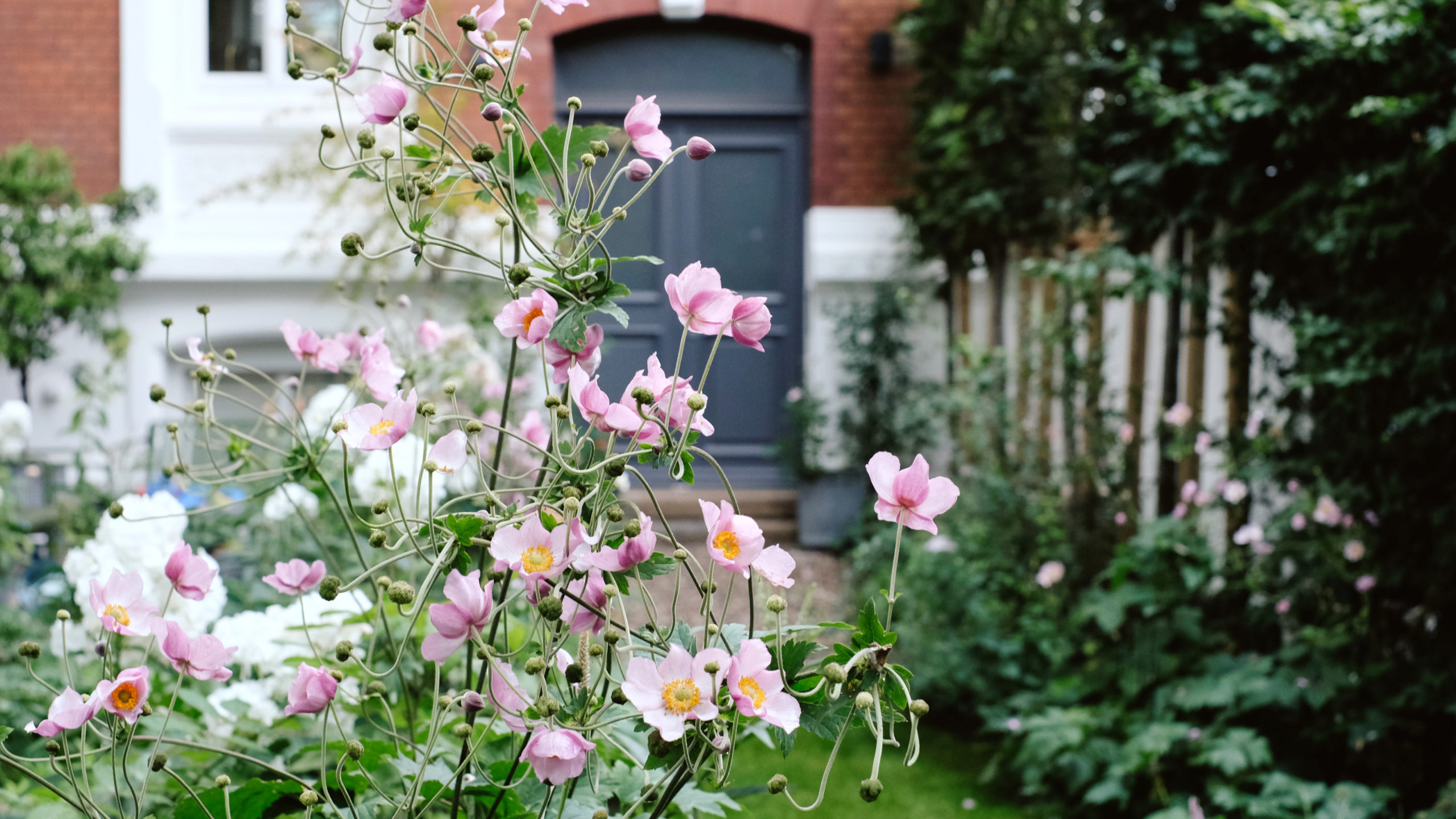 Anemone tomentosa 'Robustissima' (Herbstanemone), Stauden, Mehrjährige Pflanzen