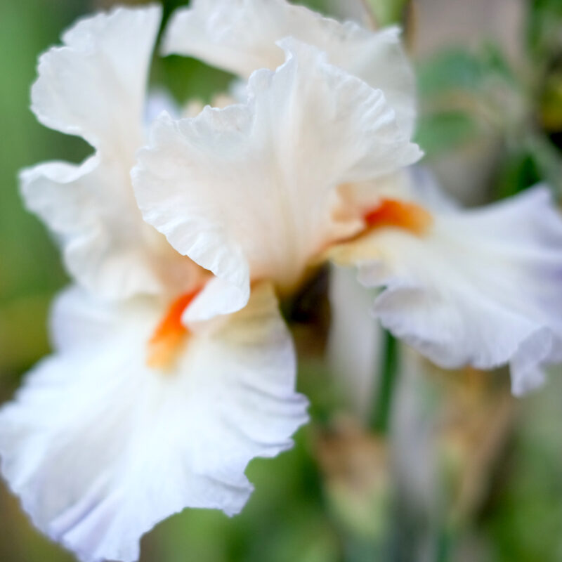 Iris barbanta-eliator 'Romance', Staude, Staudenbeet, Mehrjährige Pflanze