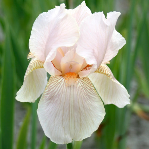 Iris germanica 'Constant Wattez', Staude, Mehrjährige Pflanze, Staudenbeet