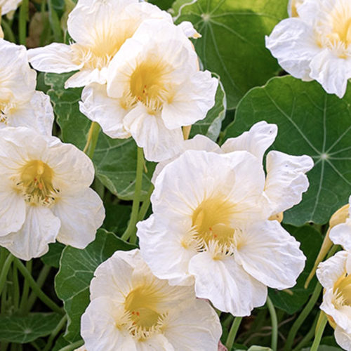 Tropaeolum majus 'Milkmaid' Kapuzinerkresse Saatgut Blumensamen Kletterpflanze