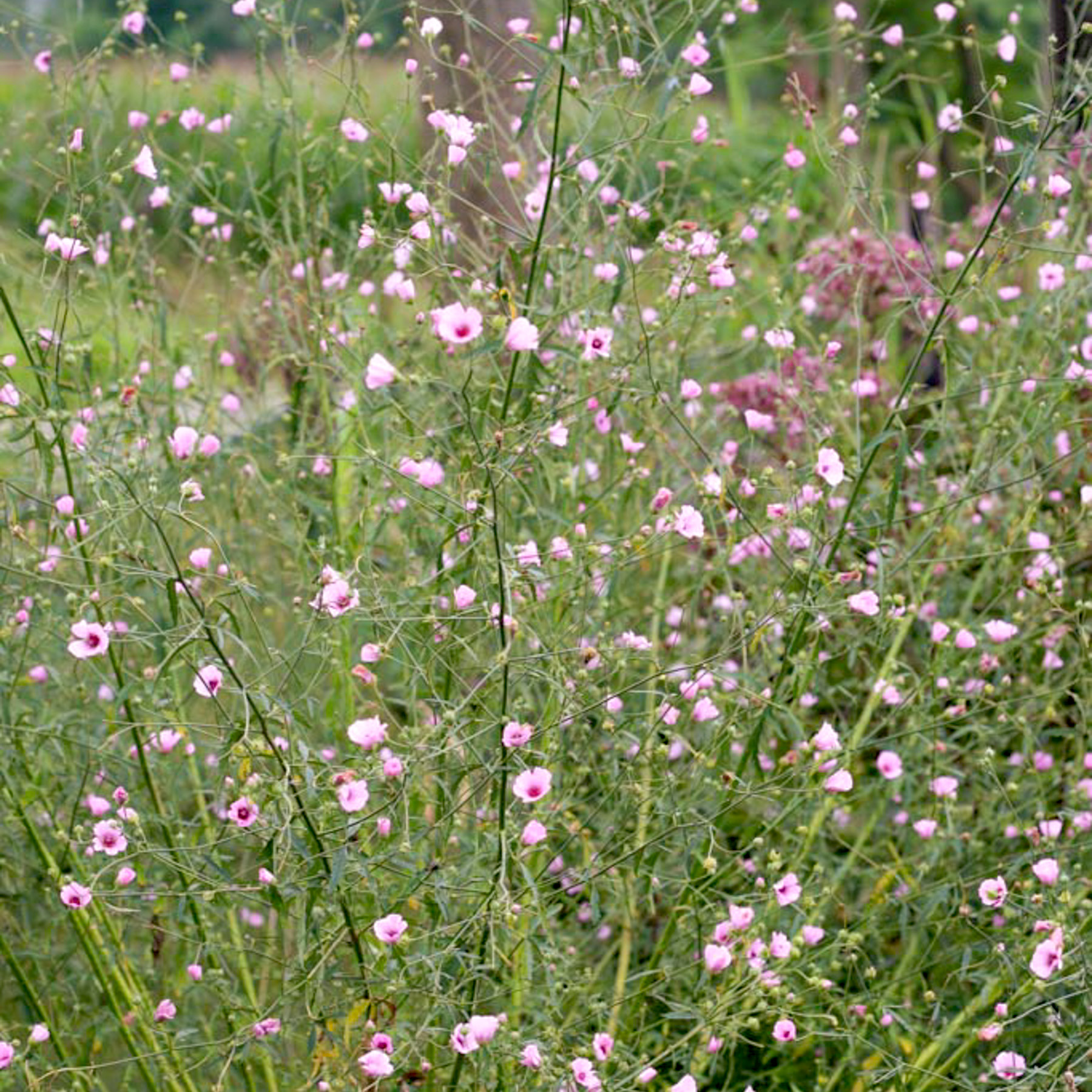 Althaea Cannabina Hanfbl ttriger Eibisch Jora Dahl Althaea Cannabina Hanfbl ttriger Eibisch Jora Dahl