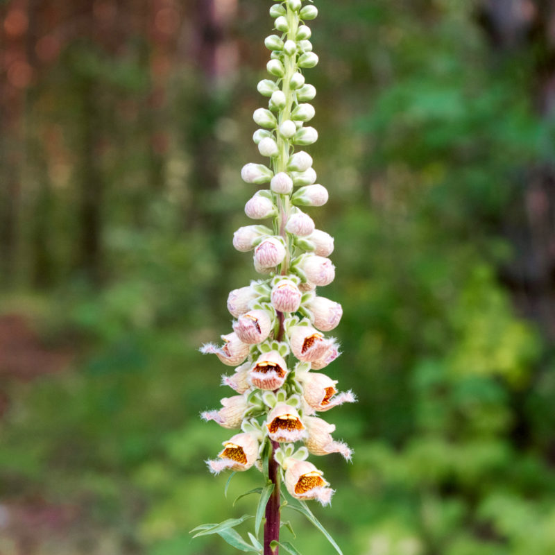 Digitalis lanata, Wolliger Fingerhut, Staude, Woll-Fingerhut, Mehrjährige Pflanze