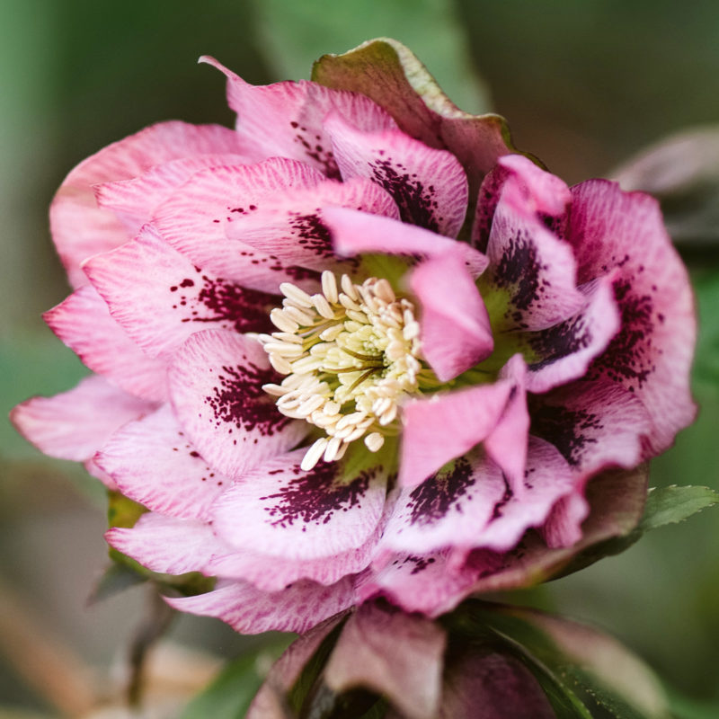 Helleborus orientalis ‘Double Ellen Pink Spotted’ Staude, Lenzrose, Christrose, Mehrjährige Pflanze