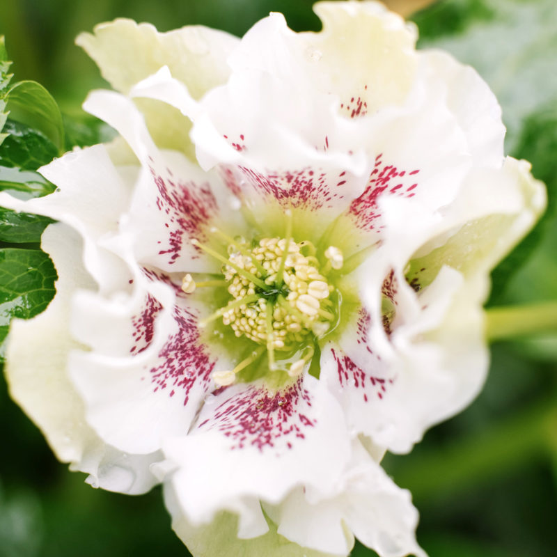 Helleborus orientalis ‘Double Ellen White Spotted’, Staude, Lenzrose, Christrose, Mehrjährige Pflanze