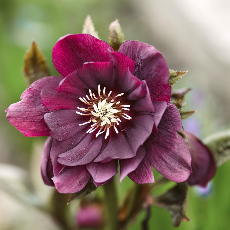 Helleborus orientalis ‘Double Ellen Purple’, Staude, Lenzrose, Christrose, Mehrjährige Pflanze