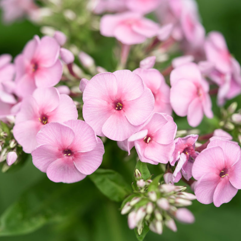 Staude, Phlox, Flammenblume, Mehrjährige Pflanze