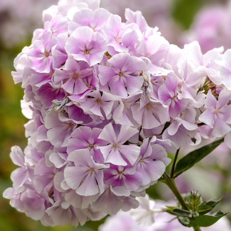 Staude, Phlox, Flammenblume, Mehrjährige Pflanze