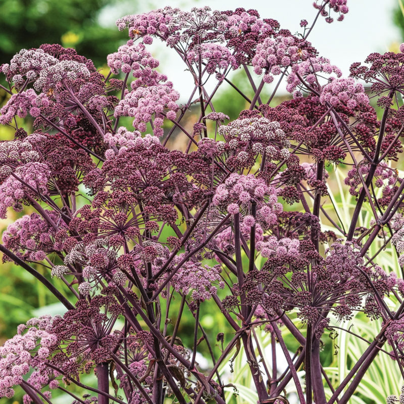 Angelica sylvestris 'Vicar's Mead' Engelwurz Staude, Mehrjährige Pflanzen