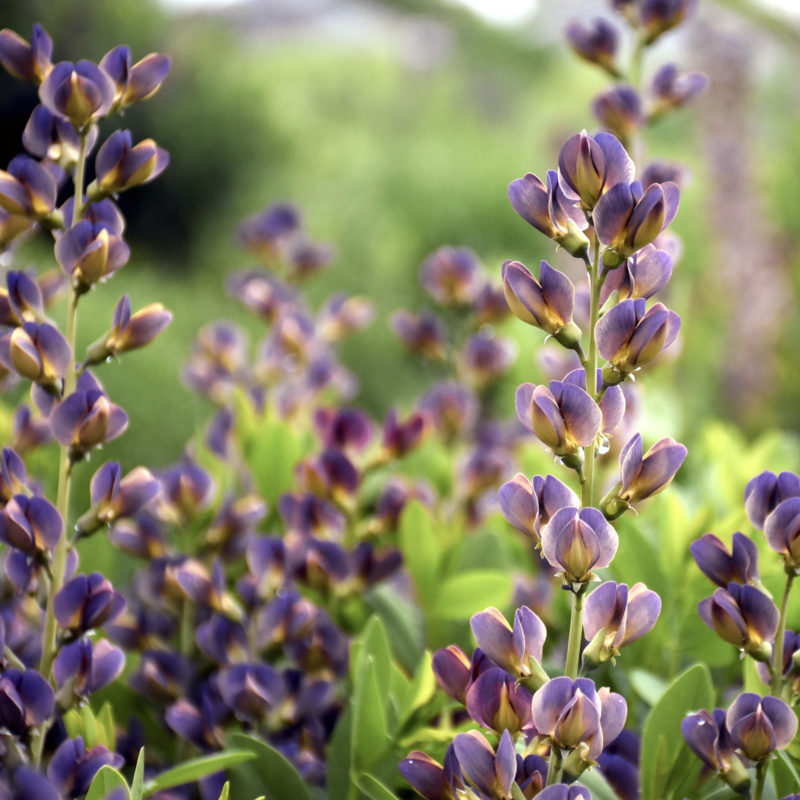 Baptisia 'Dark Chocolate' Indigo-Lupine Staude, Mehrjährige Pflanze