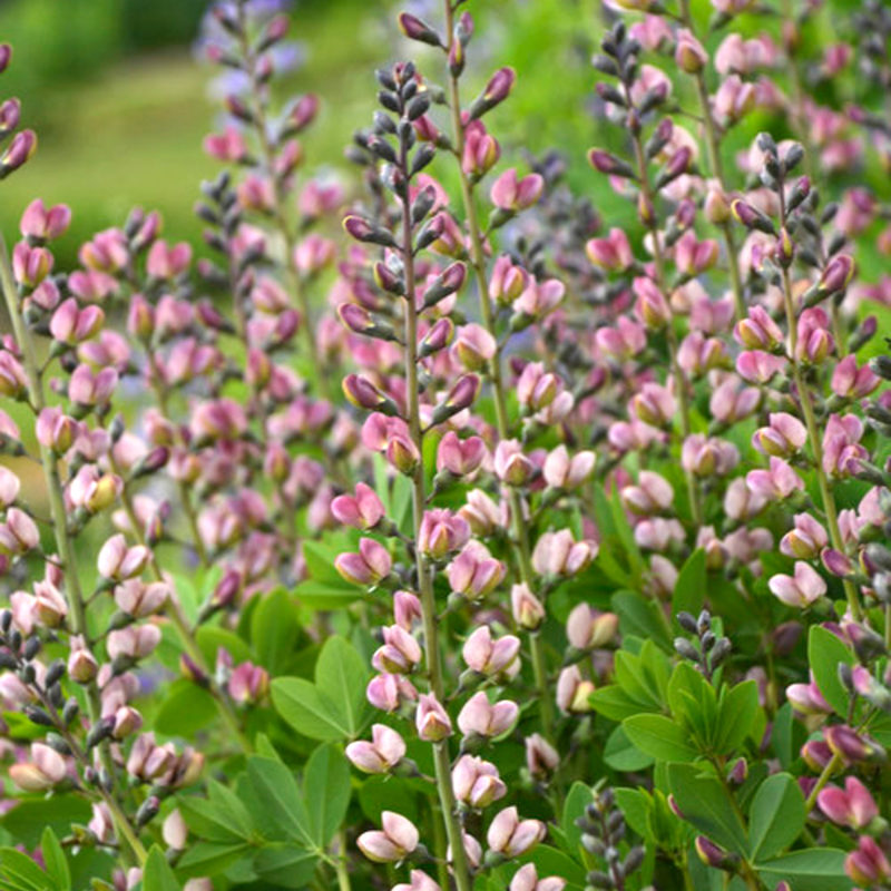 Baptisia 'Pink Truffles' Indigo-Lupine Staude, Mehrjährige Pflanzen