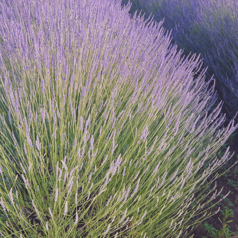 Lavandula x intermedia ‘Grosso’ Lavendel Staude, Mehrjährige Pflanze