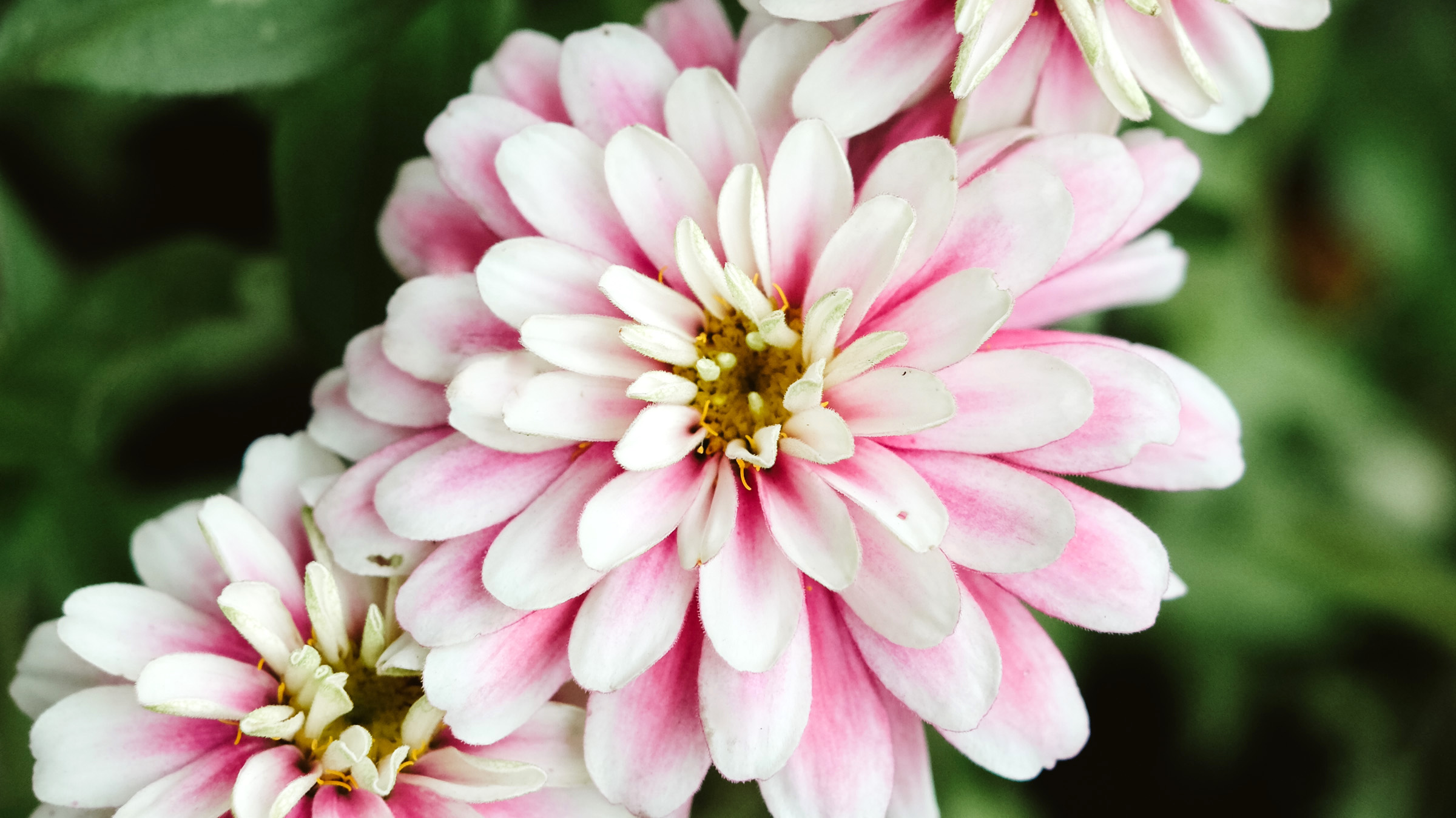 Zinnia elegans 'Zahara Double Raspberry Riple', Saatgut, Einjährige, Schnittblumen