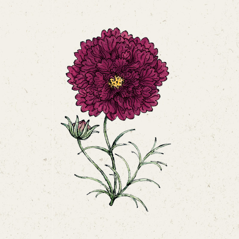 Cosmos bipinnatus 'Double Click Cranberries' Kosmee Blumensamen, Saatgut, Einjährige, Schnittblumen, Illustration Rekersdrees