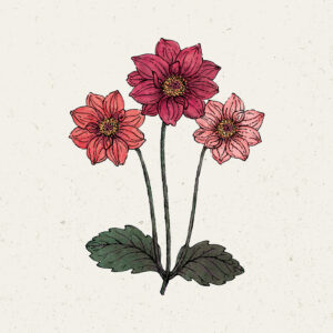 Dahlia variabilis 'Bishop's Children' (Dahlie) - Jora Dahl